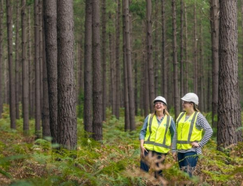 MEDIA RELEASE: New website continues Forestry Australia refresh