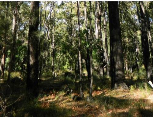 MEDIA RELEASE: WA Forestry Minister’s timber yield claims refuted