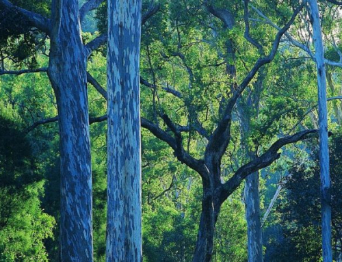 MEDIA RELEASE: Forestry Australia welcomes landmark study on net benefits of multiple use forest management