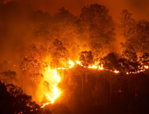MEDIA RELEASE: Major Event Review of the 2019–20 Victorian bushfires shows need for major forest management overhaul