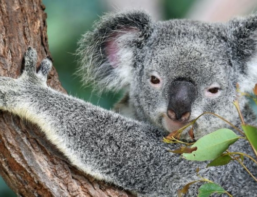 MEDIA RELEASE: The Great Koala National Park is not an extinction panacea