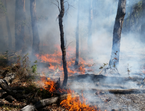 Logging and prescribed burning do not make Australian forests more flammable