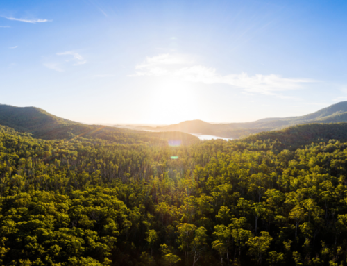 MEDIA RELEASE: Forestry Australia Calls for a More Holistic Approach to Forests and Carbon