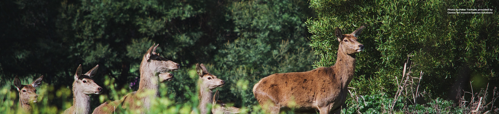 Webinar_Website Header_Managing deer in forestry settings_Feb 2025