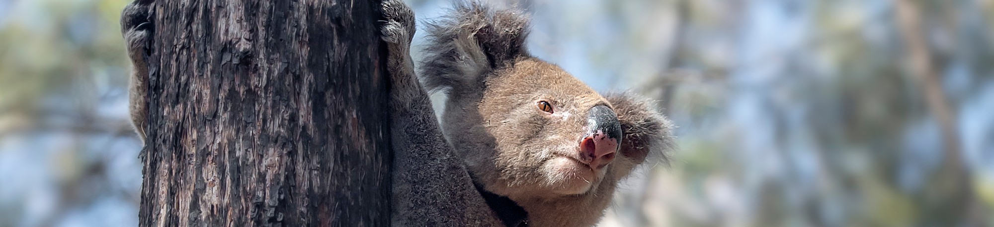 News_Media Release_Website banner_Great Koala National Park_Sep 2025