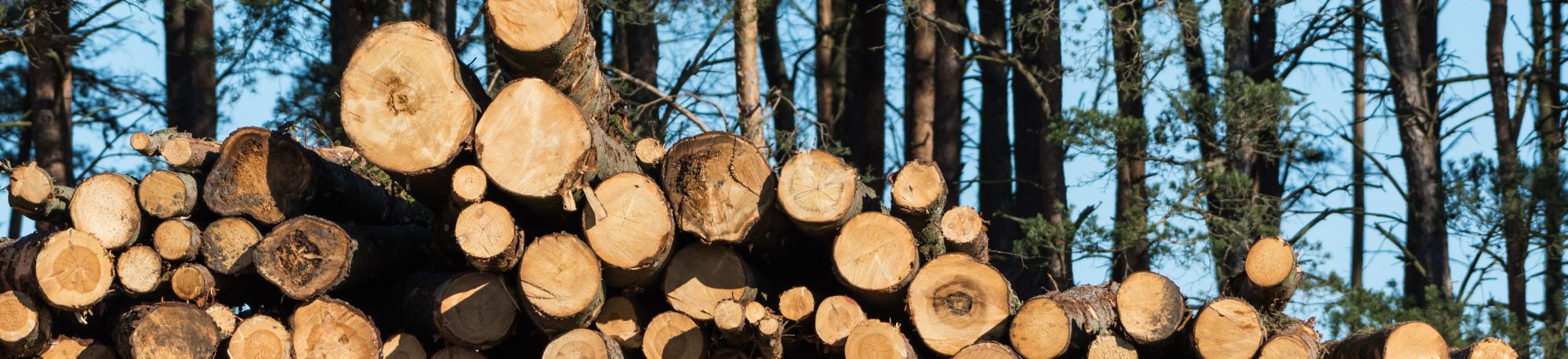 WEBSITE BANNER _ Biomass webinar