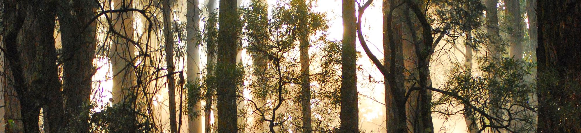 WEBSITE BANNER _ Media Release_Alpine Ash