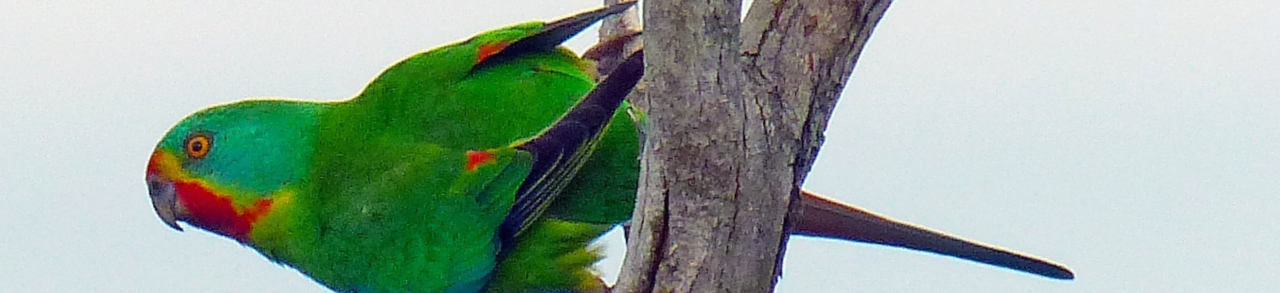 Copy of WEBSITE BANNER _ Media Release_Swift Parrot