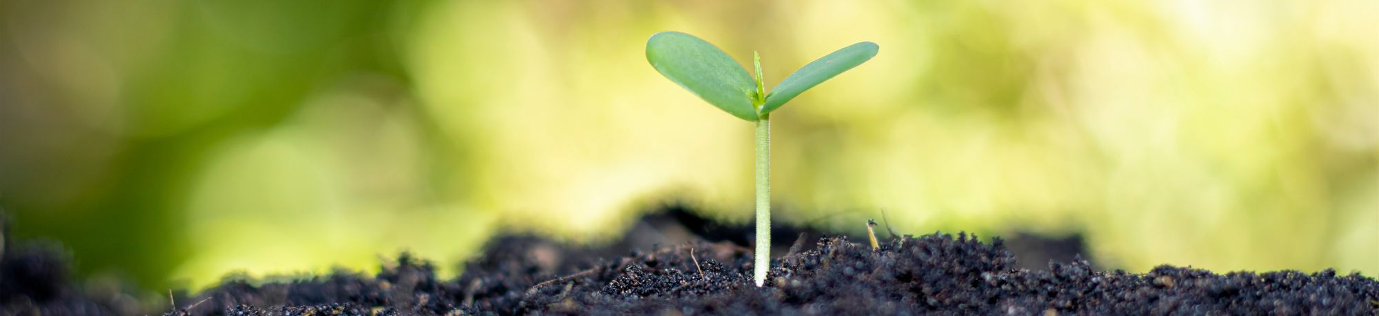 WEBSITE BANNER _ Seed webinar