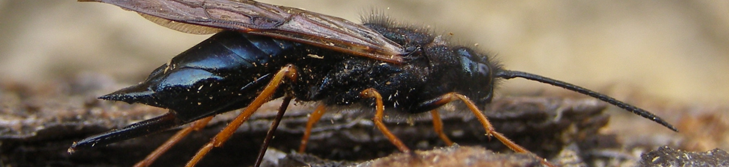 WEBSITE BANNER _ Sirex Wood Wasp Journal Article
