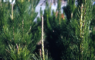 Fresh growth tips standing tall above the canopy of young pine trees in a plantation.