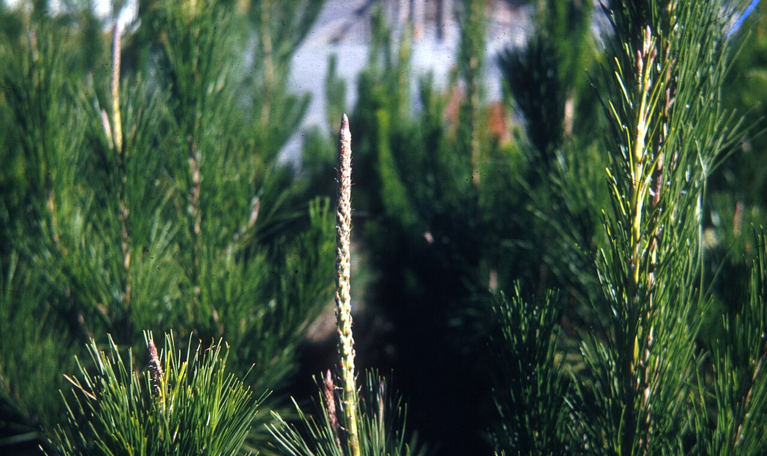 Fresh growth tips standing tall above the canopy of young pine trees in a plantation.