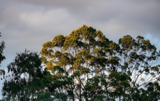 Golden light over native eucalypt forest on the NSW Mid North Coast — the regrowth hardwood resource behind mills like Coffs Harbour Hardwoods at Glenreagh.