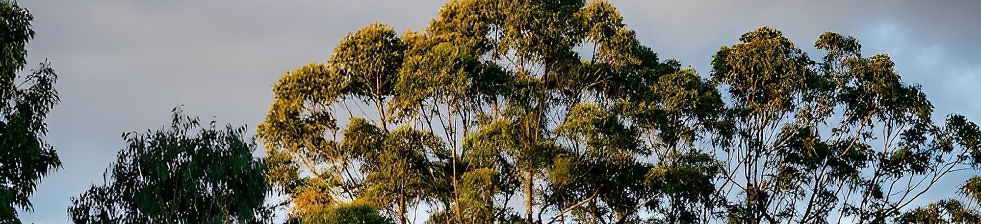 Native-Forest-Eucalypt-Golden-Light-Photo-Credit-Timber-NSW-2000×458 Golden light over native eucalypt forest on the NSW Mid North Coast — the regrowth hardwood resource behind mills like Coffs Harbour Hardwoods at Glenreagh.