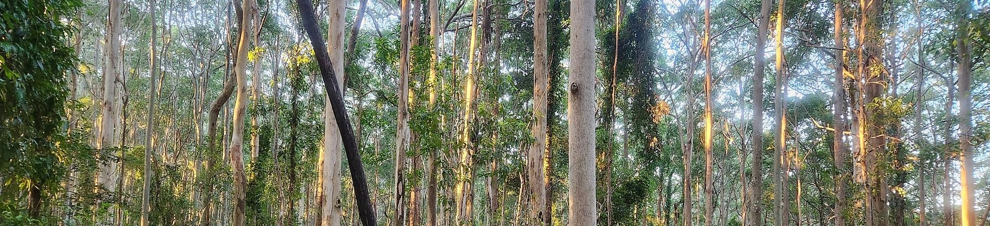 private-native-forest-nsw-suitability-banner-forest-2000×458 (1) Marked regrowth eucalypts in a NSW private native forest assessed for timber production