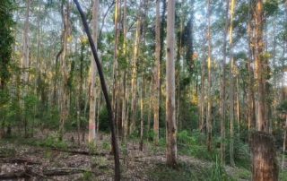 Forestry hub members inspecting tall regrowth native forest in NSW