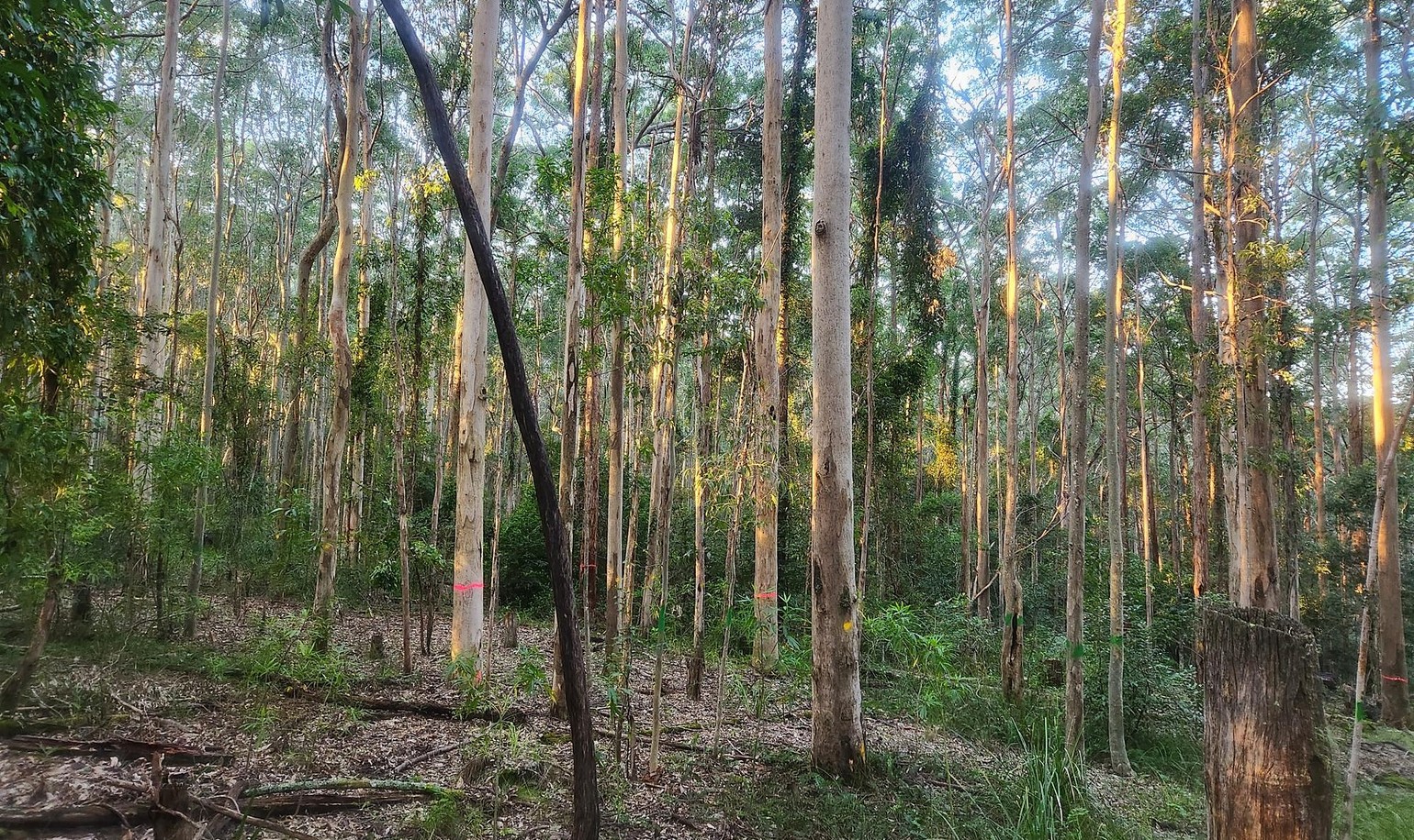 Forestry hub members inspecting tall regrowth native forest in NSW