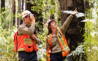 Two forest professionals in high visibility vests and hard hats assessing eucalypt crowns in a native forest.