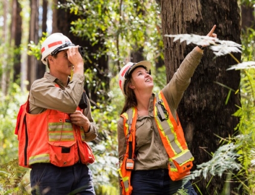 MEDIA RELEASE: Senate Delay a Chance to Fix the Native Forest Carbon Method