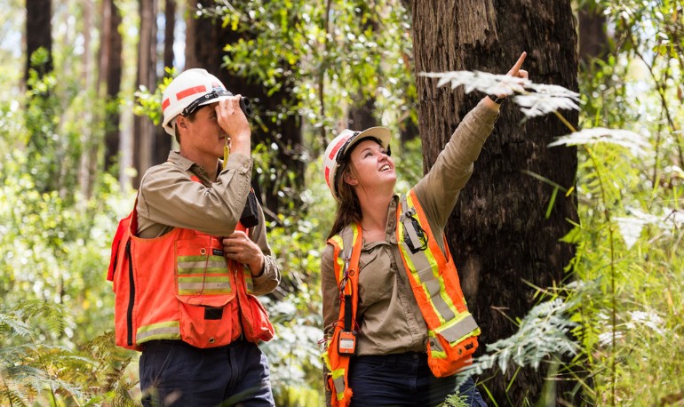 Two forest professionals in high visibility vests and hard hats assessing eucalypt crowns in a native forest.