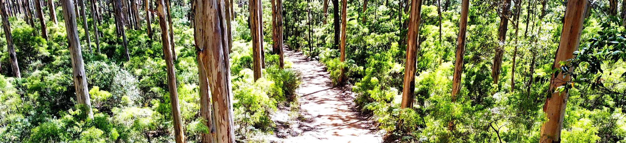 WEBSITE BANNER _Forest Recreation