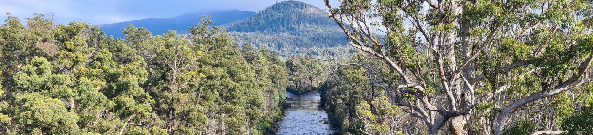 WEBSITE BANNER _Forests & Natural Capital Summit 2027